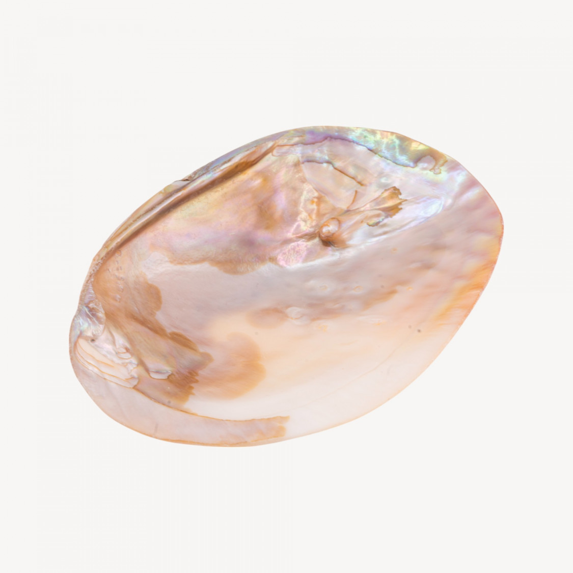 Conchiglia Naturale 104x147mm-MINERALI E SOPRAMMOBILI VARI | Worldofjewel.com