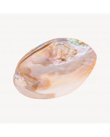 Conchiglia Naturale 104x147mm-MINERALI E SOPRAMMOBILI VARI | Worldofjewel.com