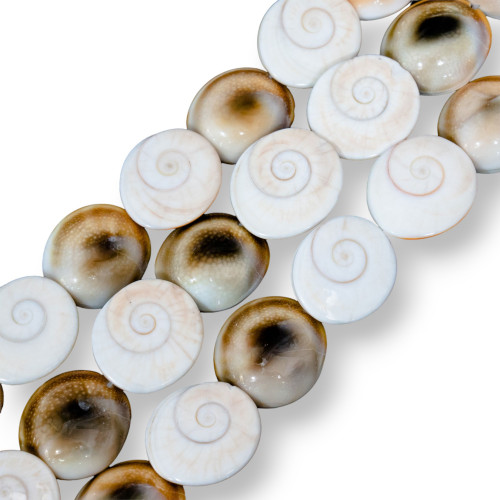 Natural Shell 18-25mm