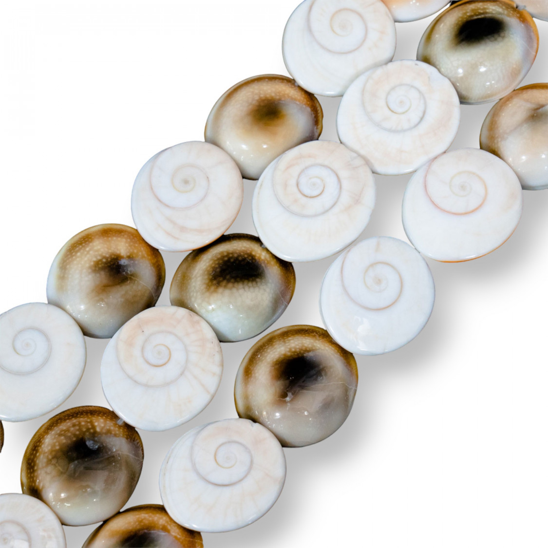 Conchiglia Naturale 18-25mm-CONCHIGLIA BIANCA | Worldofjewel.com