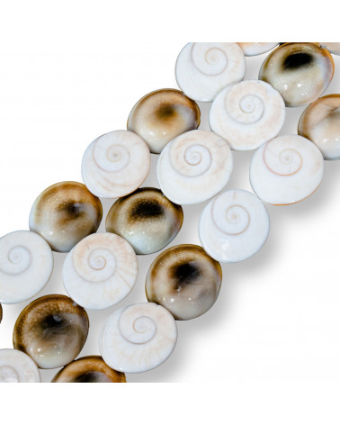 Conchiglia Naturale 18-25mm-CONCHIGLIA BIANCA | Worldofjewel.com