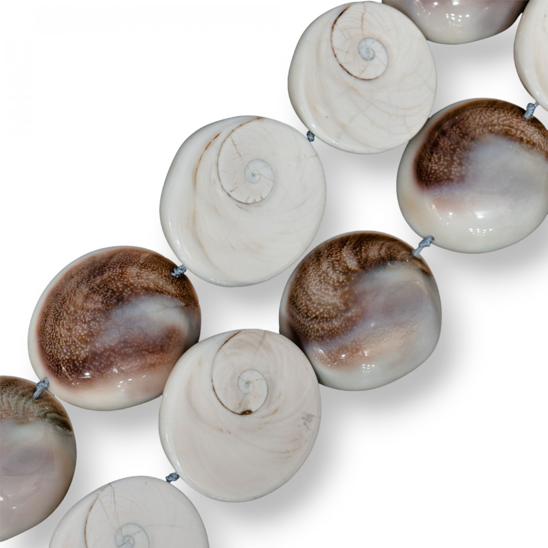 Conchiglia Naturale 36-50mm-CONCHIGLIA BIANCA | Worldofjewel.com