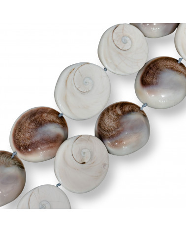 Conchiglia Naturale 36-50mm-CONCHIGLIA BIANCA | Worldofjewel.com
